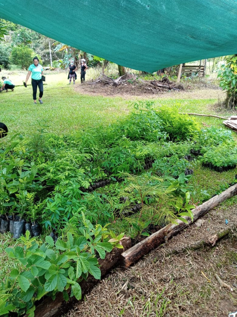 Proyectos de un vivero administrado por mujeres