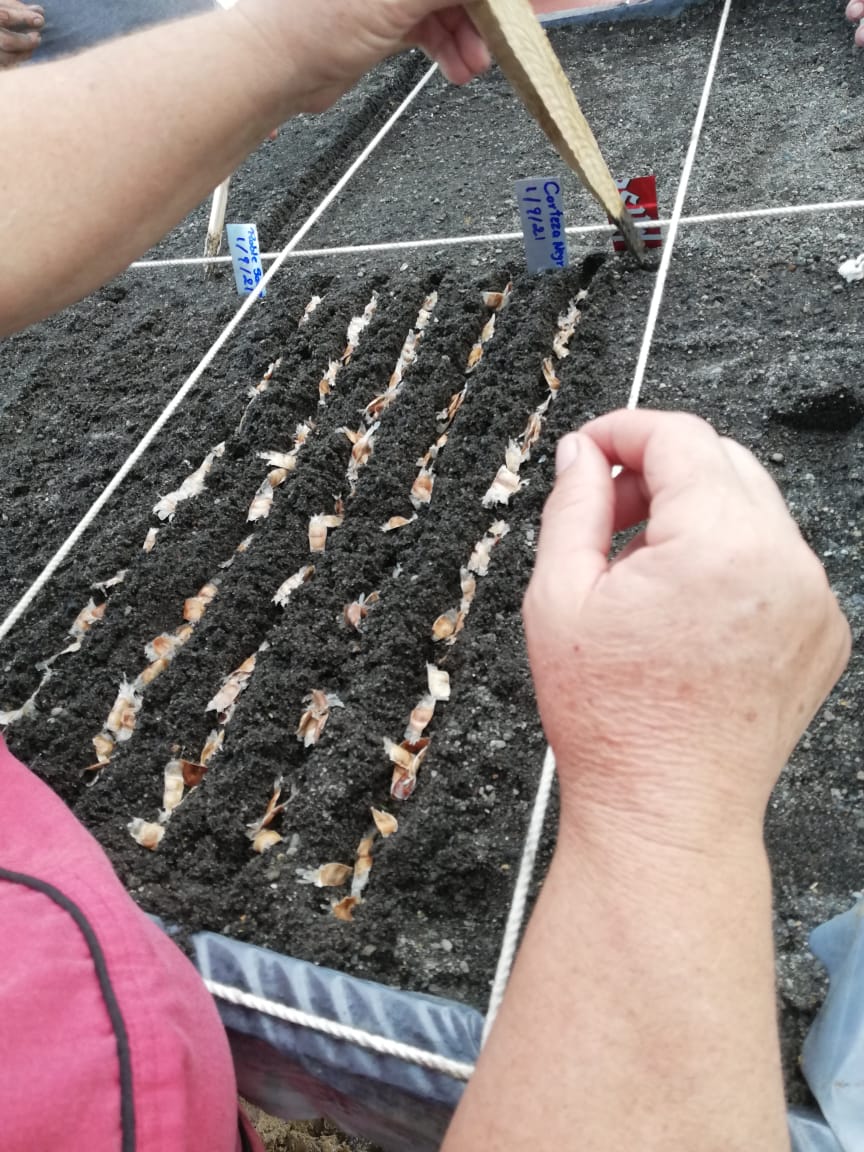 Proceso para sembrar semillas en un vivero